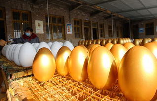 蒼溪興隆工藝品廠借力互聯(lián)網(wǎng)，年銷40萬(wàn)枚金蛋創(chuàng)奇跡